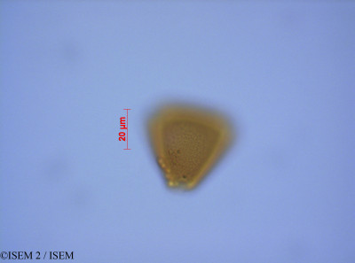 ISEM 2/Leucadendron_dubium_27556/Leucadendron_dubium_27556_0001(copy)_thumb.jpg